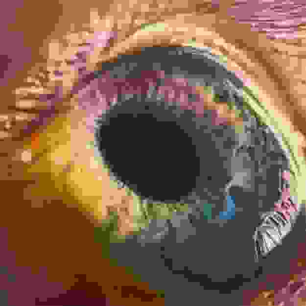 Arcade Fire — WE