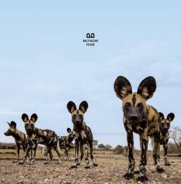 Balthazar — Fever