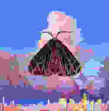 Chairlift – Moth