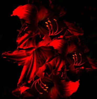 Itzel Noyz y la intensa esencia de “Violetta”