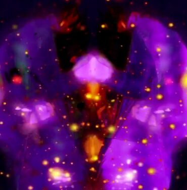 Nuevo video de Melt Banana