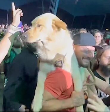Fan lleva a su perro a concierto de Motionless in White