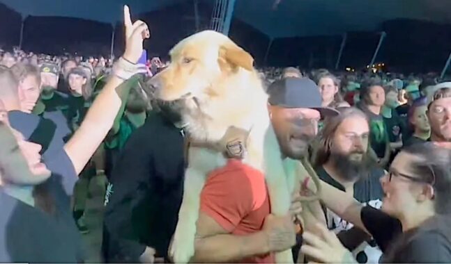 Fan lleva a su perro a concierto de Motionless in White