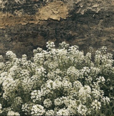 Geo Equihua se sincera en “Racimos”