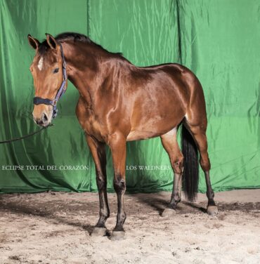 Los Waldners: Un sutil homenaje a Bonnie Tyler