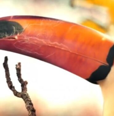 Washed Out estrena video