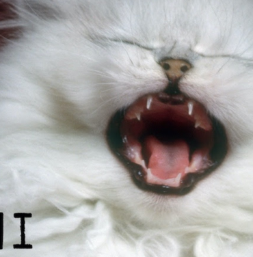 ANOHNI and The Johnsons presenta “Breaking”