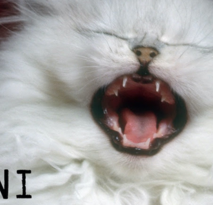 ANOHNI and The Johnsons presenta “Breaking”