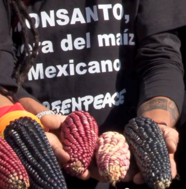 La HH Botellita de Jerez le canta al maíz