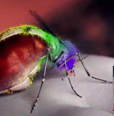 YYYs presentan video de 