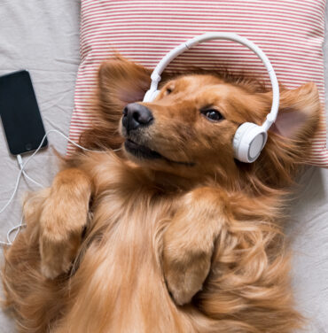 PLAYLIST: Sampleos de animalitos